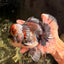 CHUBBY AAA Grade Godzilla Kirin Oranda Male 6.5 inches #050826OR_02