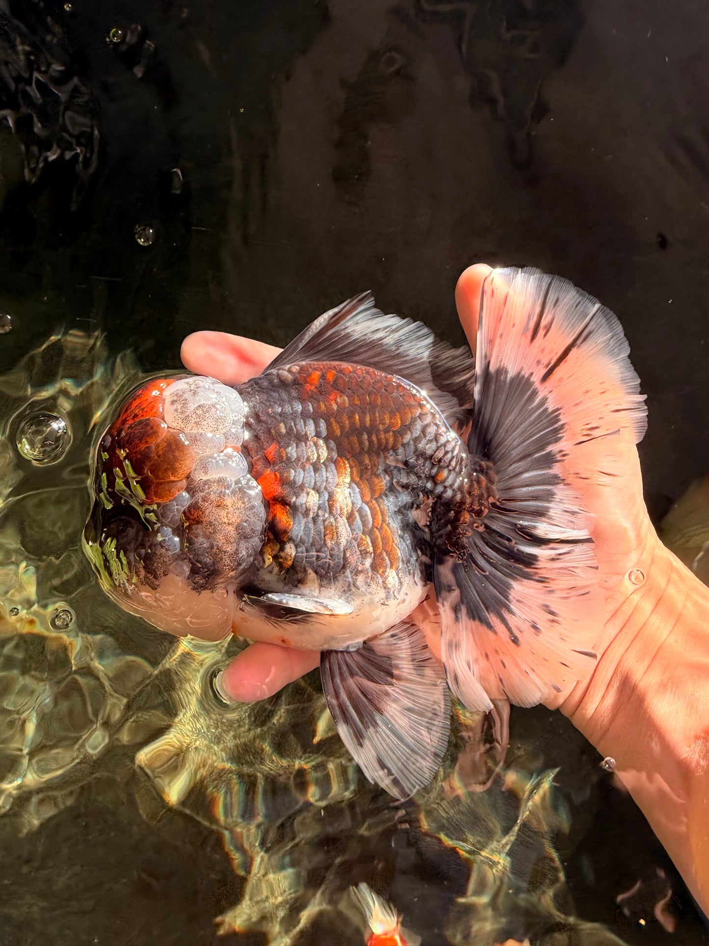 CHUBBY AAA Grade Godzilla Kirin Oranda Male 6.5 inches #050826OR_02