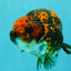 CHUBBY AAA Grade Tiger Ranchu Male 5.5-6 inches #101626RC_27