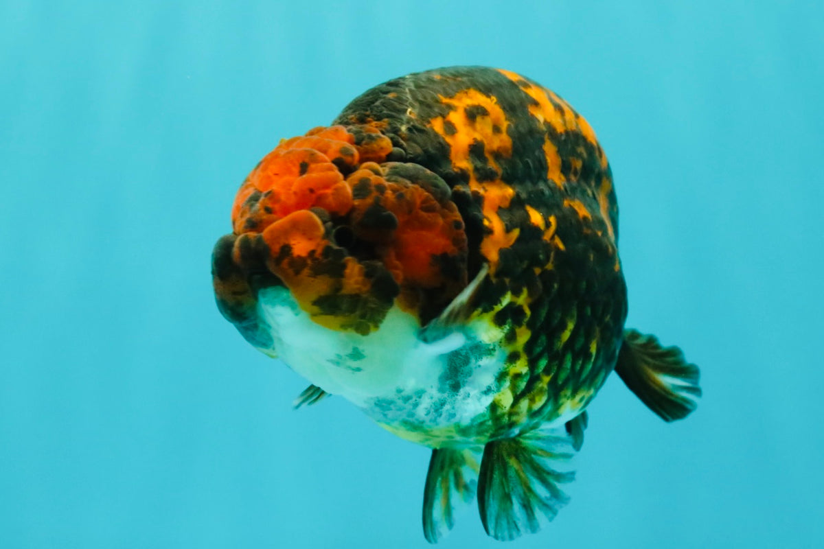 CHUBBY AAA Grade Tiger Ranchu Male 5.5-6 inches #101626RC_27