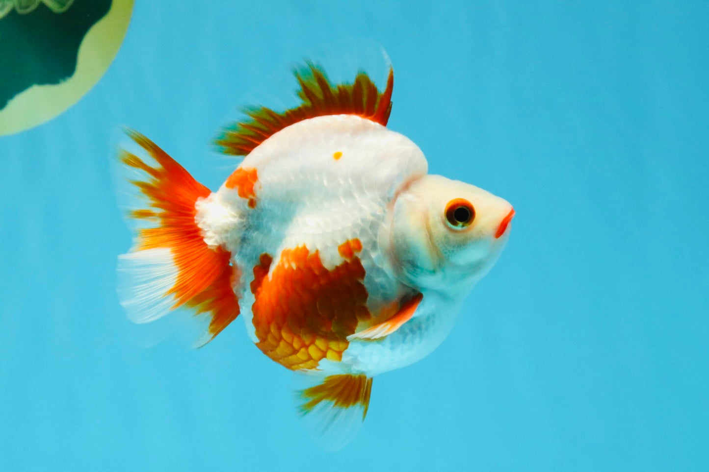 SUPER AAA Grade Red White Ryukin Female 4-4.5 inches #032726RK_26