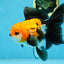 A Grade Tricolor Oranda Female 5.5-6 inches #111425OR_15