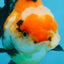 UNIQUE A Grade Tricolor Oranda Female 4.5-5 inches #082225OR_25