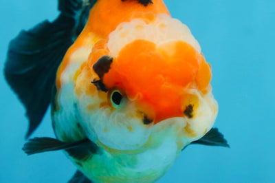 UNIQUE A Grade Tricolor Oranda Female 4.5-5 inches #082225OR_25