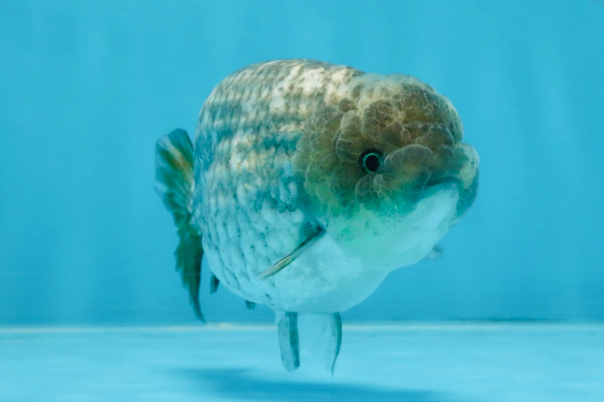 A Grade White Tiger LionKing 4.5 inches #103125LC_13