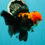 A Grade Apache (Black Red) Tricolor Oranda Male 5 inches #110824OR_10