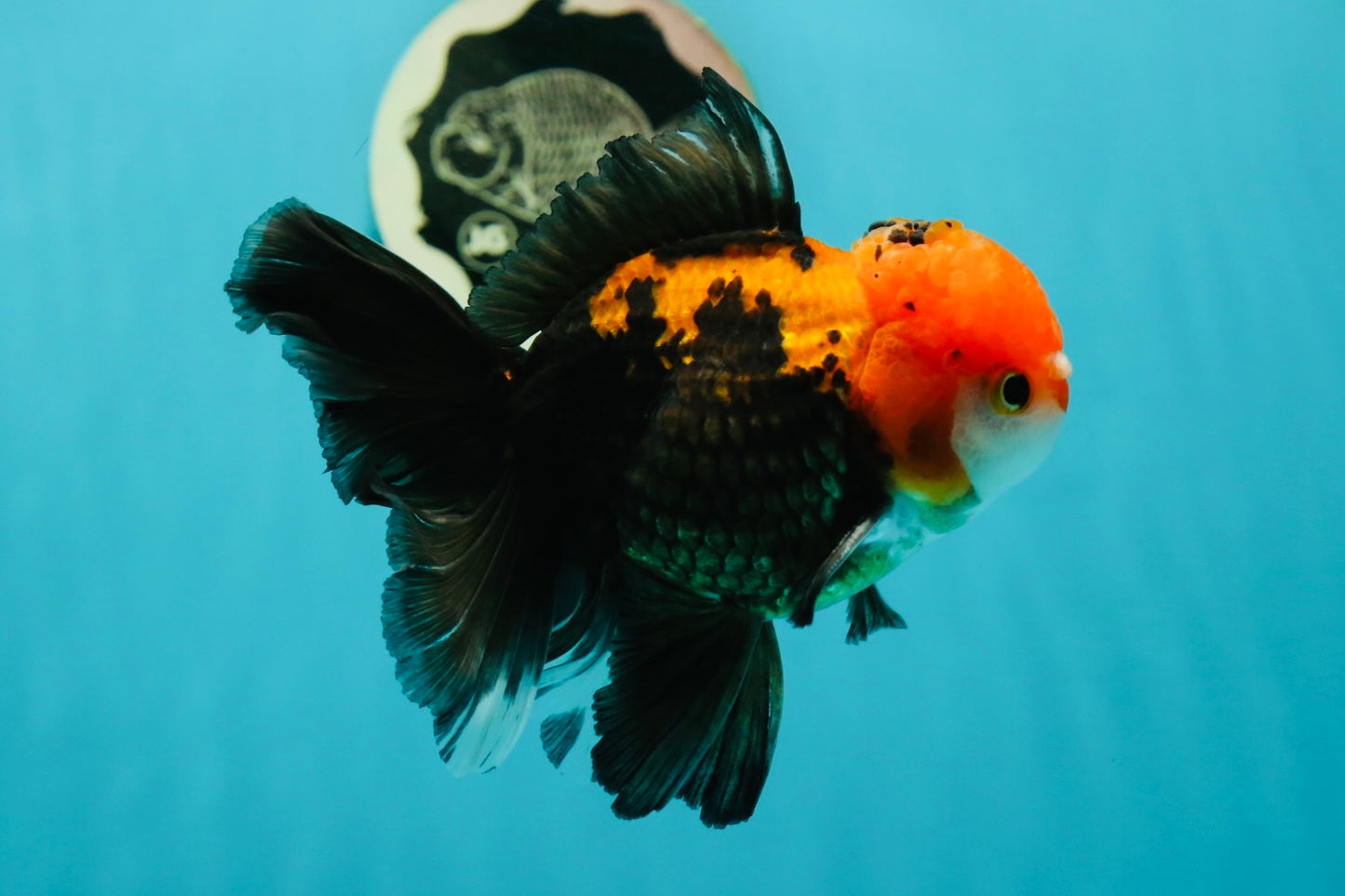 A Grade Apache (Black Red) Tricolor Oranda Male 5 inches #110824OR_10