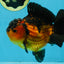 Apache Yuanbao Male 5 inches #110725YB_07