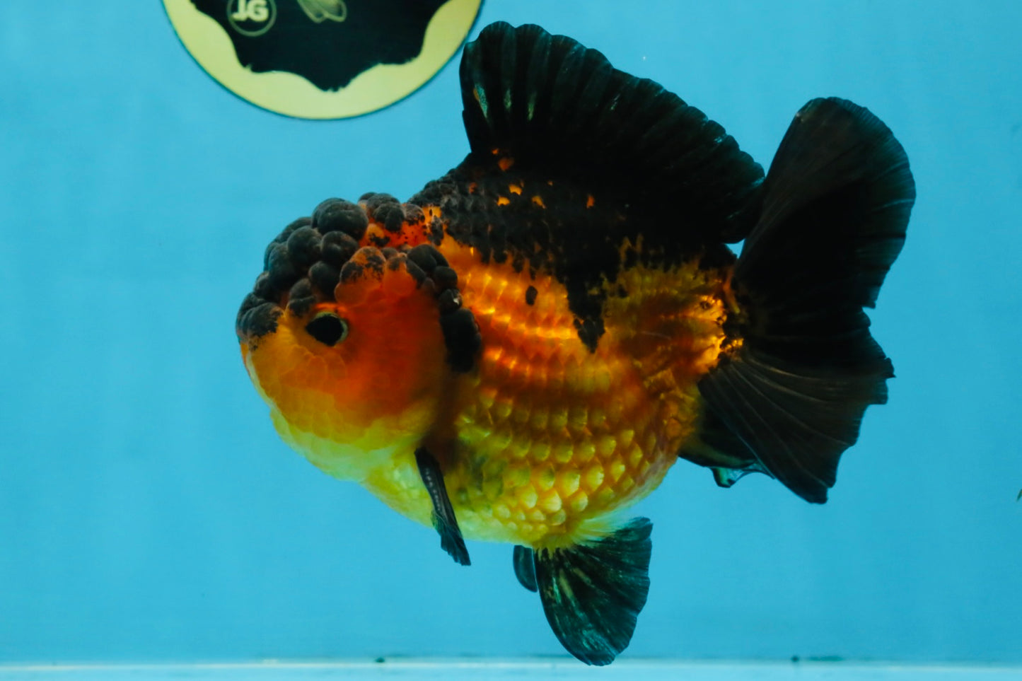 Apache Yuanbao Male 5 inches #110725YB_07