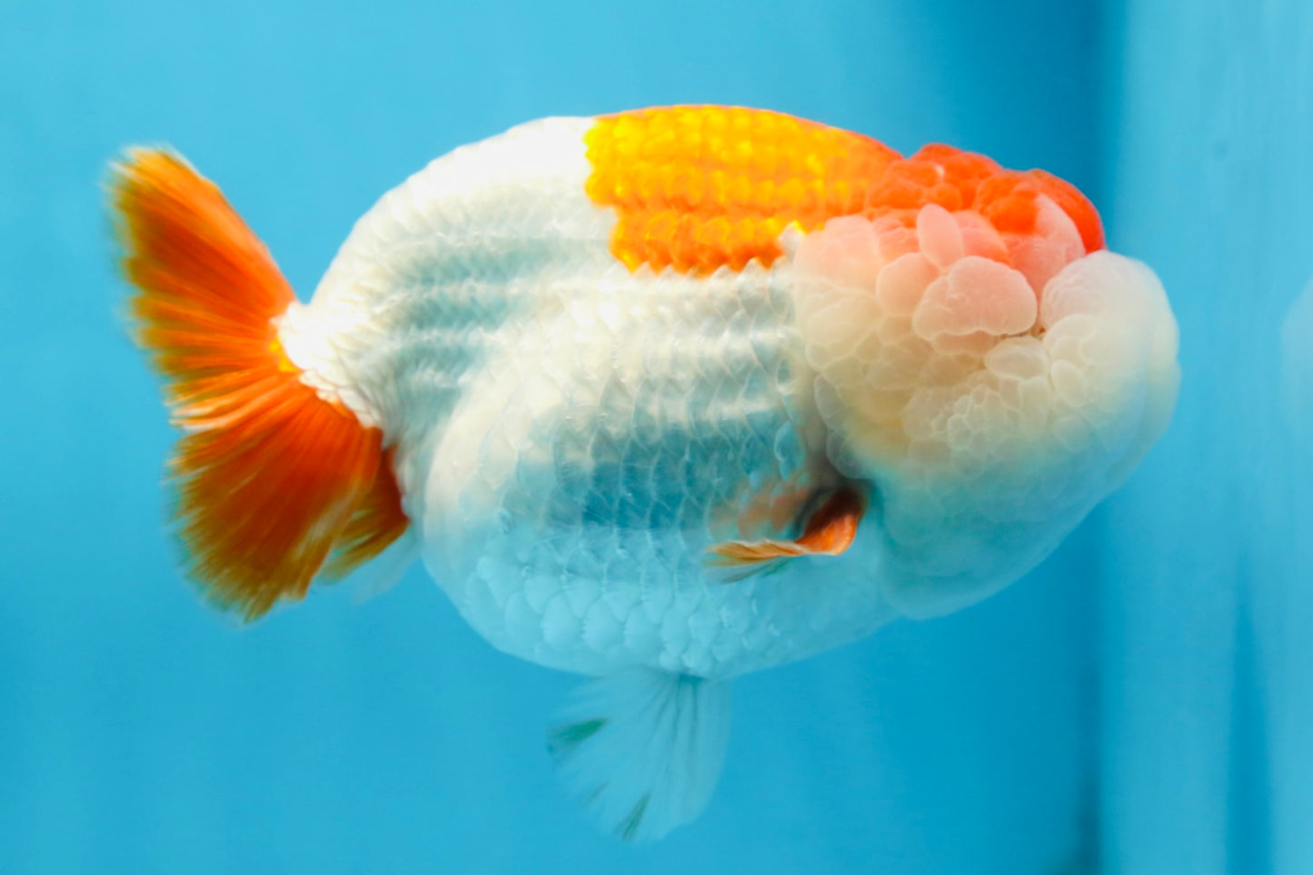 A Grade Red White LionKing 5.5 inches #091225LC_06