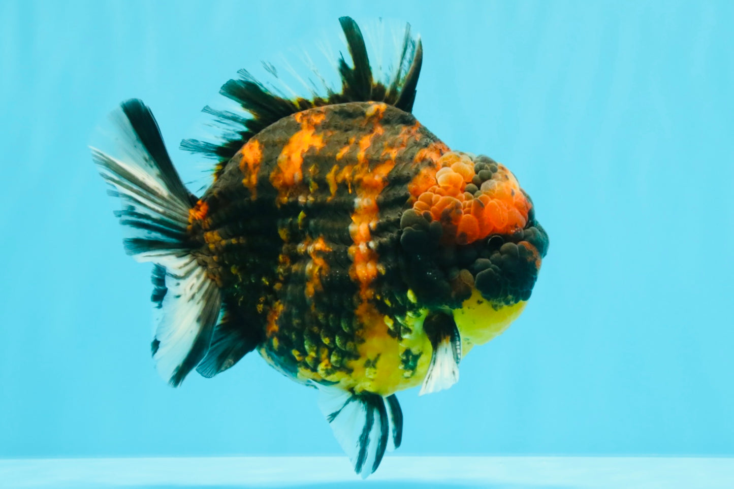 AAA Grade Godzilla Tiger Yuanbao Male 5.5 inches #030626YB_10