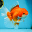 A Grade CHONKY Red White Oranda Female 6 inches #091925OR_09