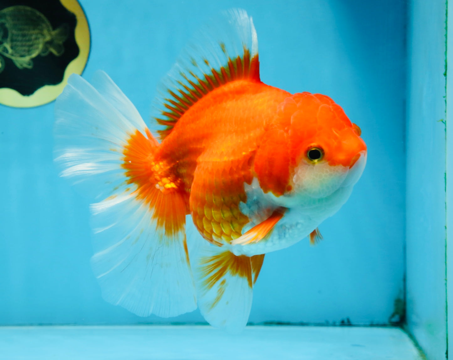 A Grade CHONKY Red White Oranda Female 6 inches #091925OR_09