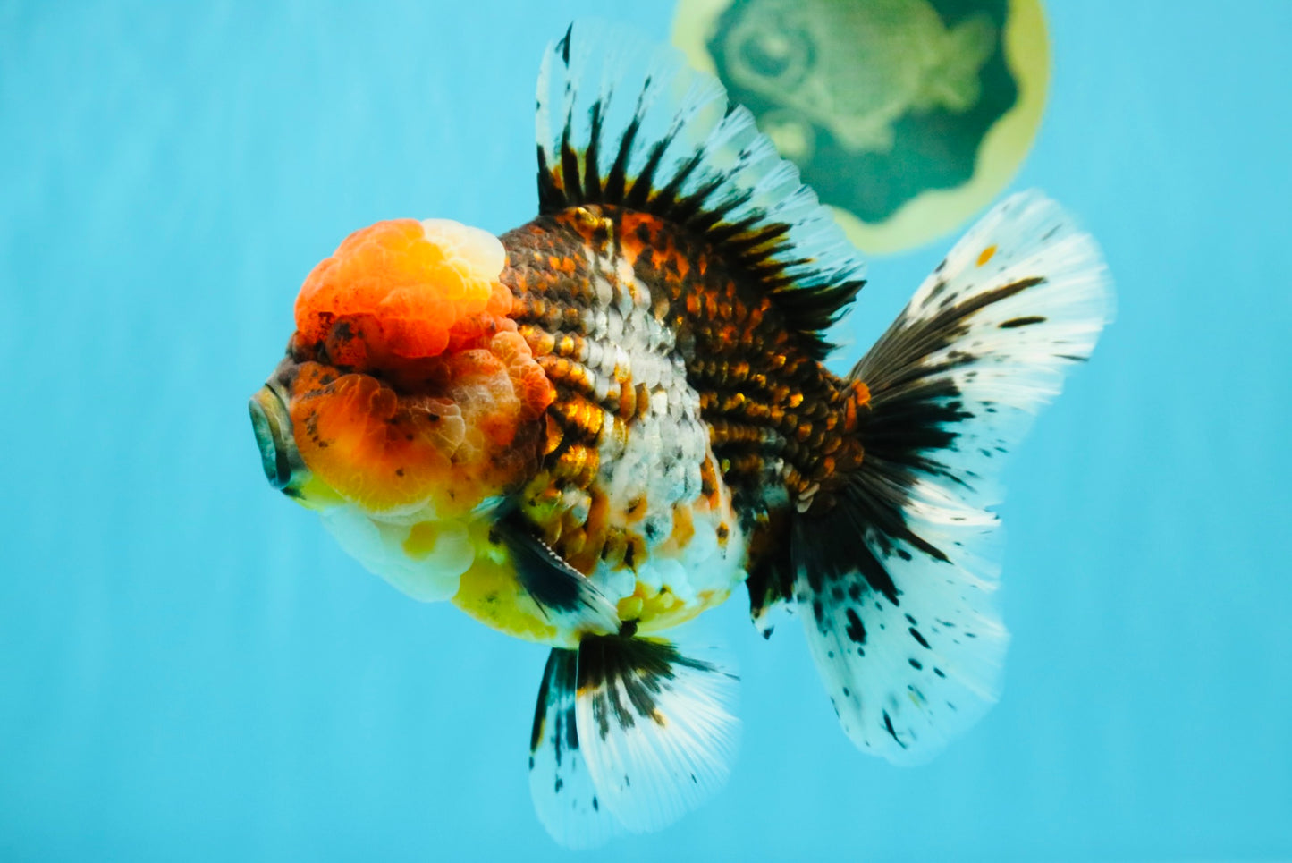 GIANT SUPER AAA Grade Godzilla Kirin Calico Oranda Male 6.5-7 inches #030626OR_06