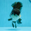 Grado A Panda Oranda Macho 5 pulgadas #0830OR_20