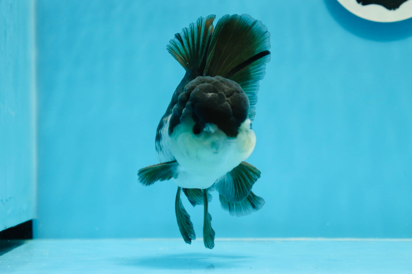 Grado A Panda Oranda Macho 5 pulgadas #0830OR_20