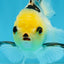 Adorable Lemonhead Button Eyes Oranda Male 4.5 inches #011725OR_01