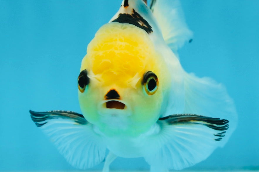 Adorable Lemonhead Button Eyes Oranda Male 4.5 inches #011725OR_01