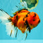 A Grade Tiger Oranda Female 7.5-8  inches #100226OR_34