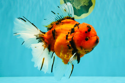 A Grade Tiger Oranda Female 7.5-8  inches #100226OR_34