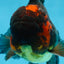A Grade Lava Head Apache Oranda Male 6 inches #091925OR_13