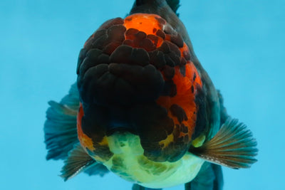A Grade Lava Head Apache Oranda Male 6 inches #091925OR_13