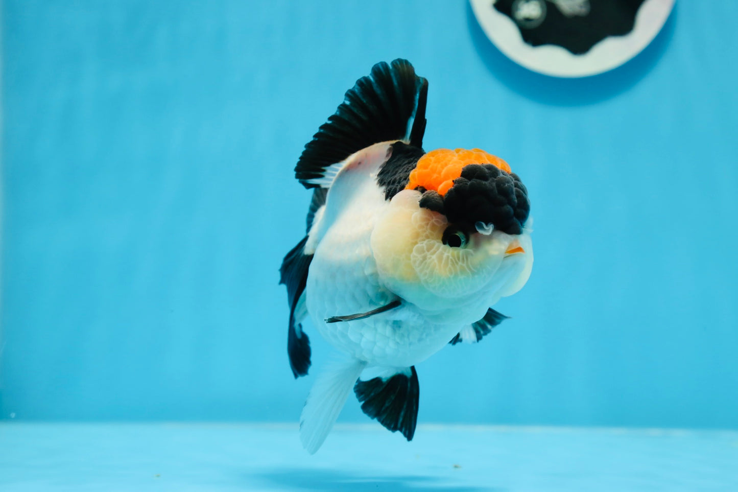 A Grade Tricolor Red Head Oranda Female 4.5 inches #0830OR_05