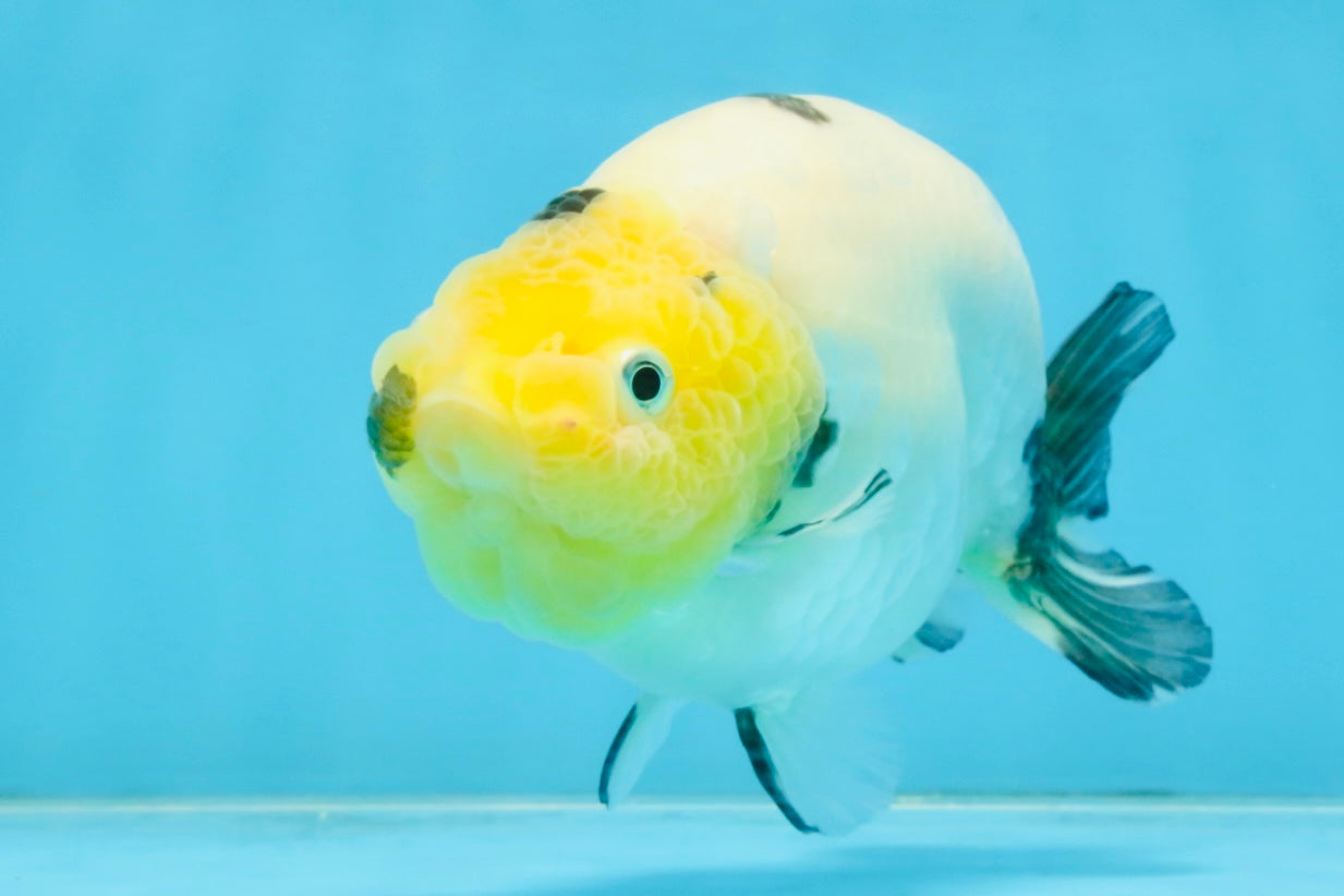 A Grade Cow Chinese Ranchu Female 4.5-5 inches #112125RC_18