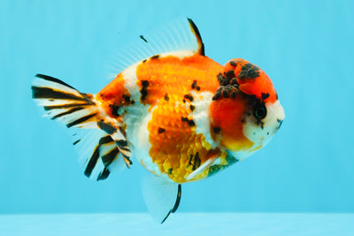 Tricolor Tiger Yuanbao Female 5.5 inches #030626YB_13