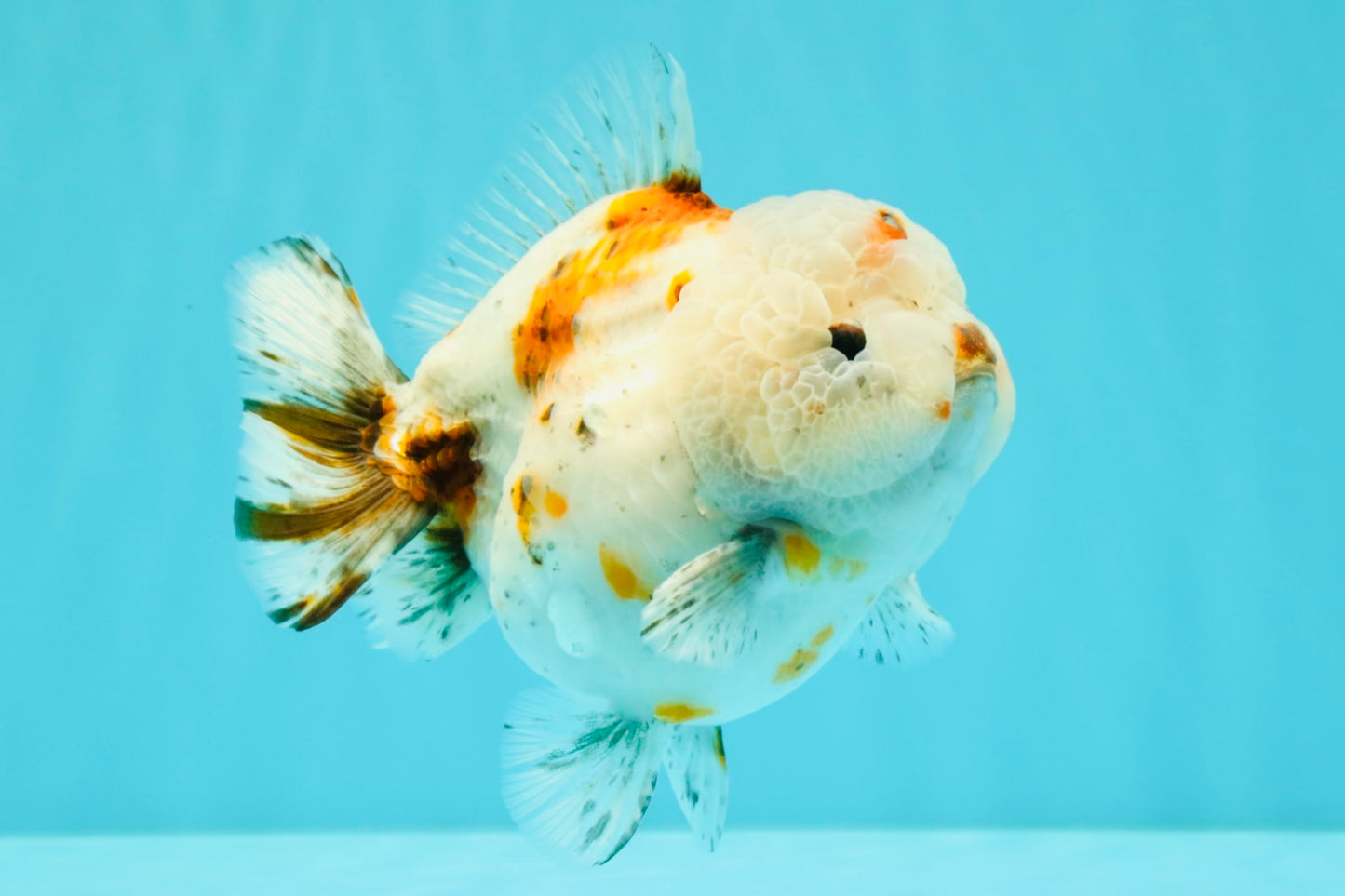 A Grade Calico Yuanbao Male 5-5.5 inches #032026YB_17