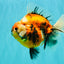 AAA Grade Jumbo Body Marble Sakura Oranda Male 6.5-7 inches #062626OR_02