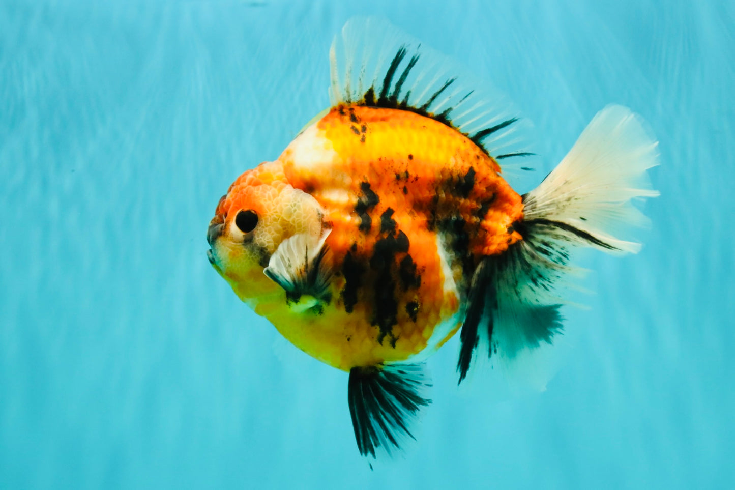 AAA Grade Jumbo Body Marble Sakura Oranda Male 6.5-7 inches #062626OR_02