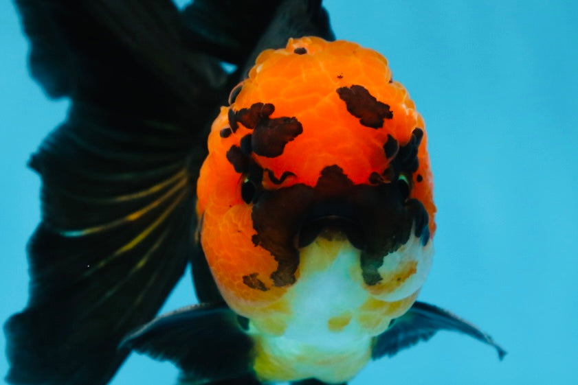 A Grade Apache Oranda Male 5.5-6 inches #081525OR_21