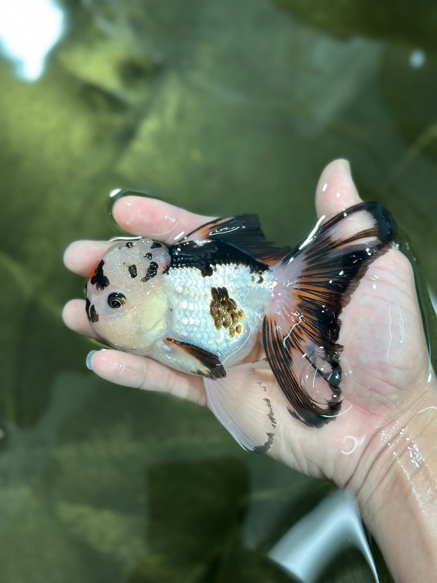 A Grade Tricolor Oranda Male 5 inches #010325OR_13