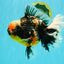 SPECIAL AAA Grade Special Kirin Oranda Male 7-7.5 inches #070326OR_04