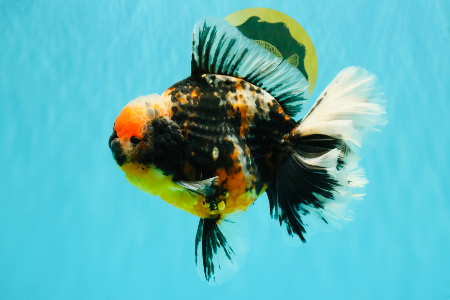 SPECIAL AAA Grade Special Kirin Oranda Male 7-7.5 inches #070326OR_04