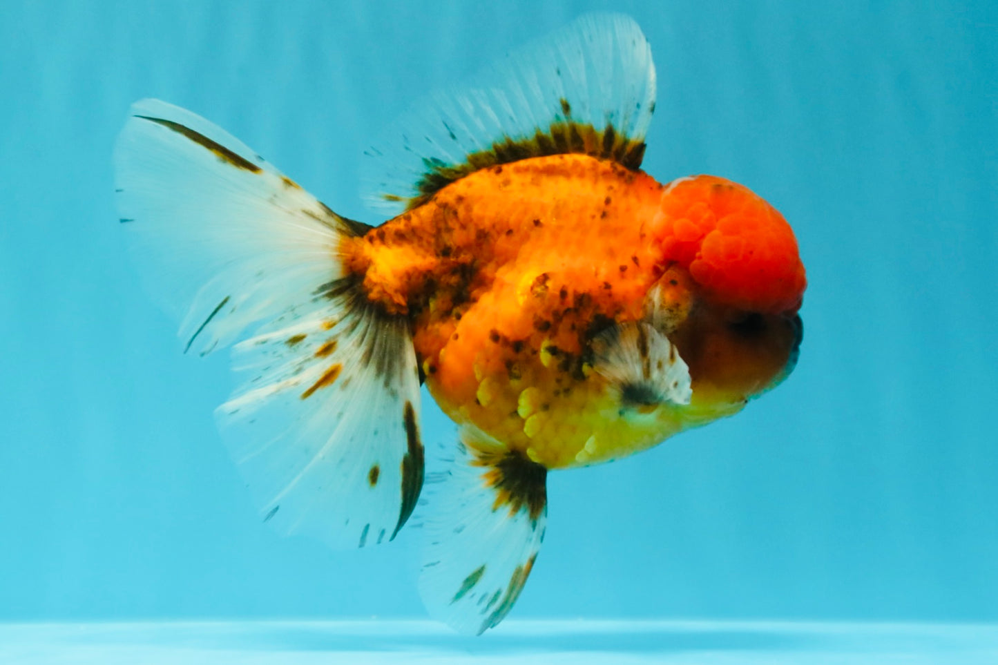 AAA Grade Sakura Long Tail Oranda Male 6.5 inches #030626OR_07