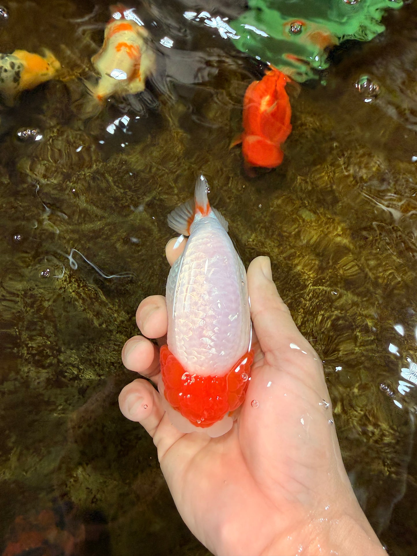 A Grade Chinese Red Head Ranchu Female 4.5 inches #101725RC_13