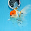 A Grade Tricolor Unique Color Mark Oranda Male 7 inches #0706OR_06