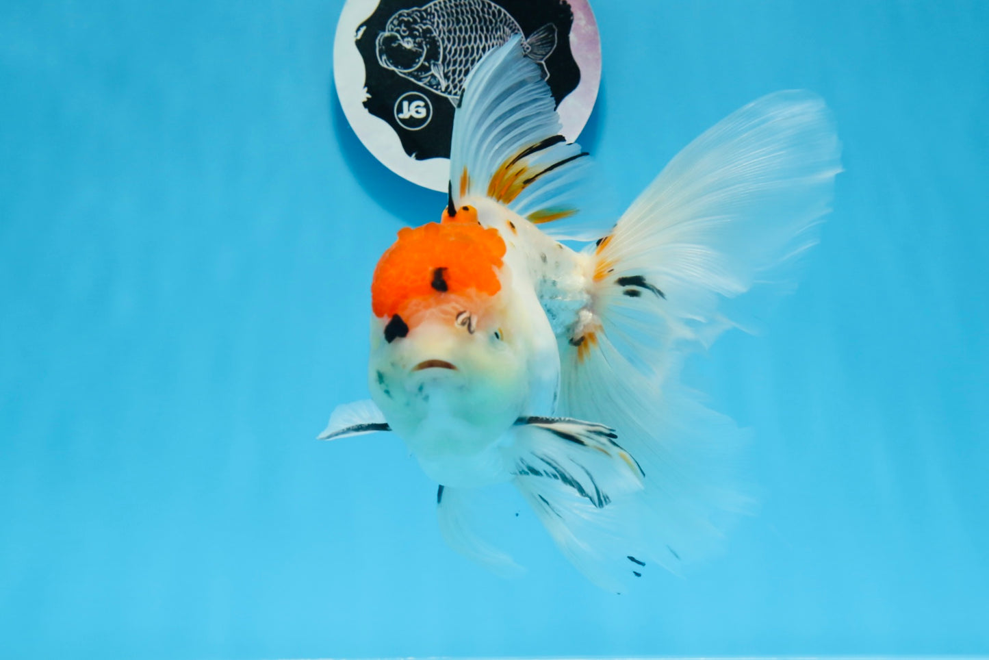 A Grade Tricolor Unique Color Mark Oranda Male 7 inches #0706OR_06