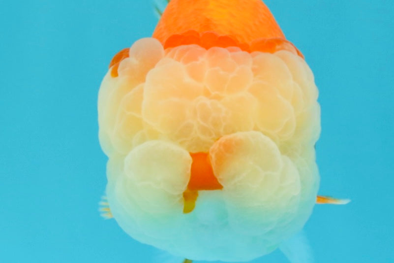 A Grade Red White LionQueen 4.5 inches #030626LC_03