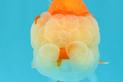 A Grade Red White LionQueen 4.5 inches #030626LC_03