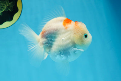 A Grade Sakura Yuanbao Female 4 inches #103125YB_07