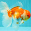 VISION A Grade Red White Oranda Male 6 inches #070626OR_08