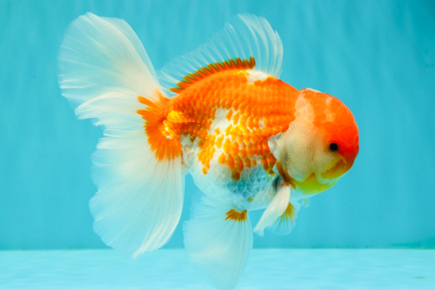 VISION A Grade Red White Oranda Male 6 inches #070626OR_08