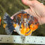 AAA Grade Calico Kirin Yuanbao Female 5.5 inches #101626YB_39