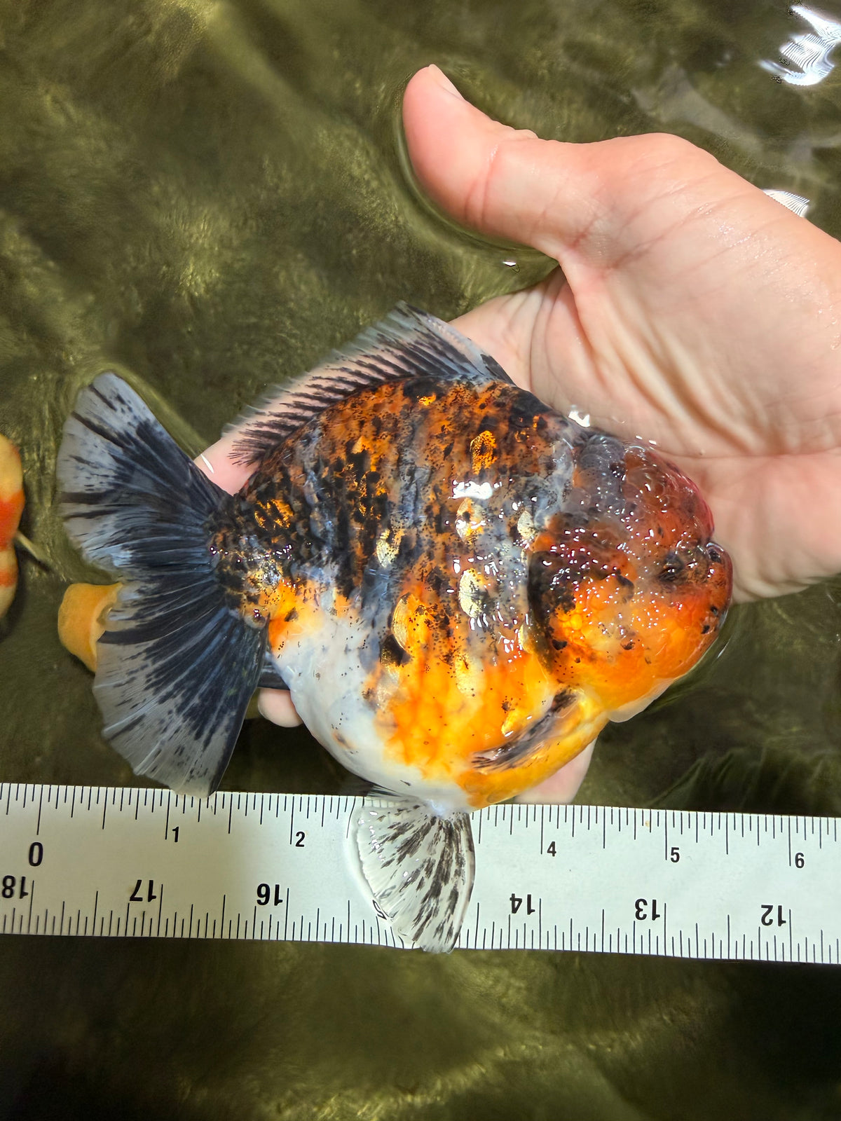 AAA Grade Calico Kirin Yuanbao Female 5.5 inches #101626YB_39