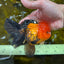 A Grade SUPER CUTE Apache Oranda Male 5.5 inches #072525OR_11