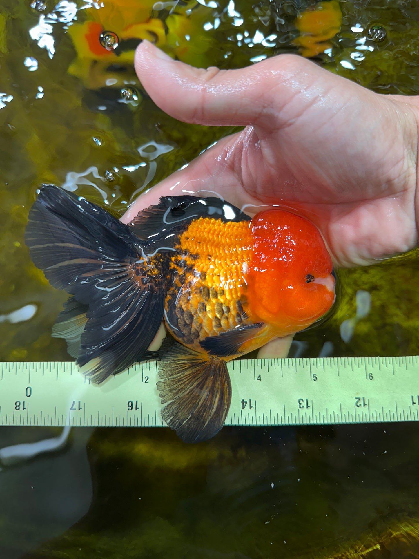 A Grade SUPER CUTE Apache Oranda Male 5.5 inches #072525OR_11