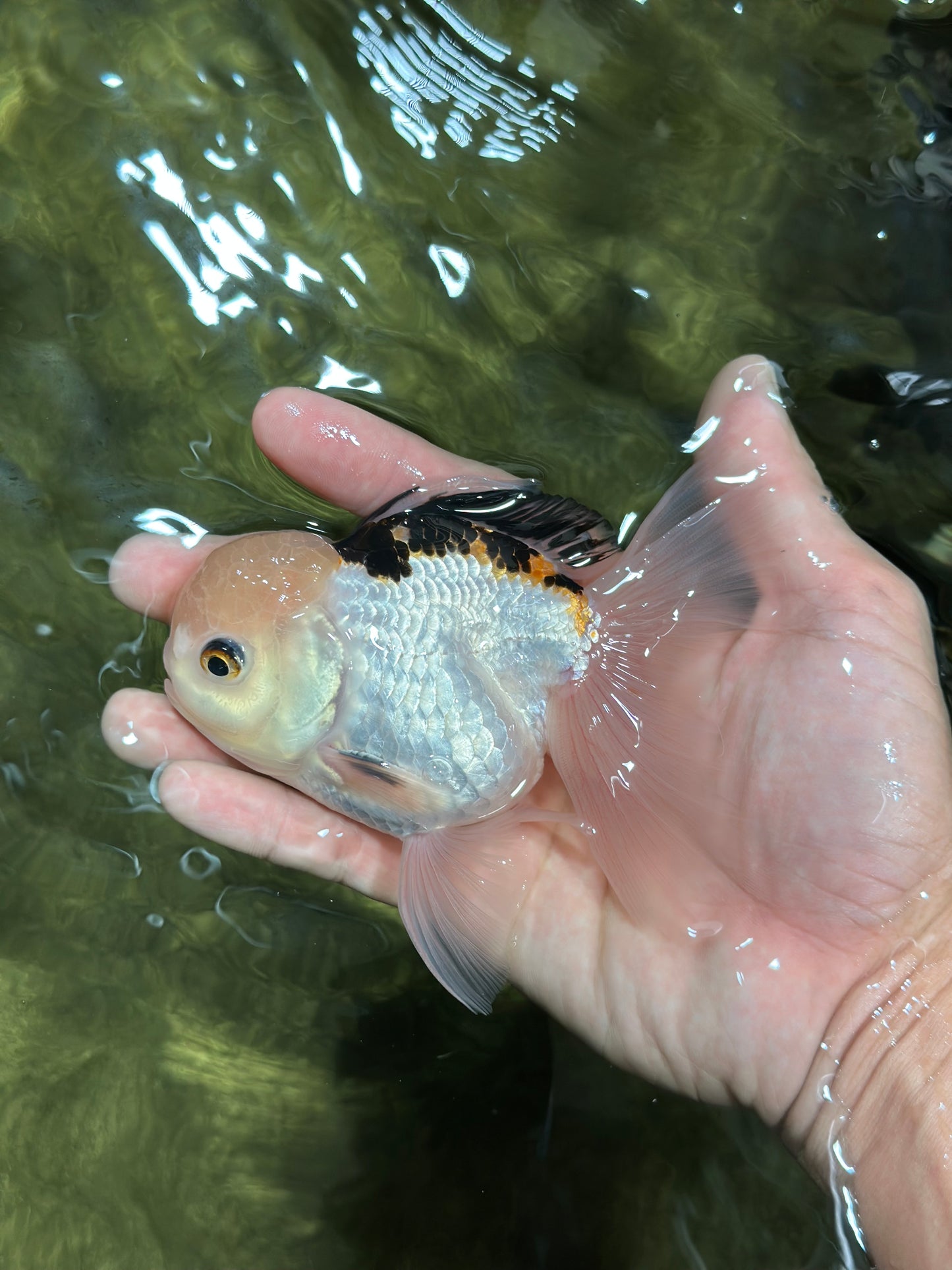 AAA Grade Tricolor Oranda Male 4.5-5 inches #112924OR_17